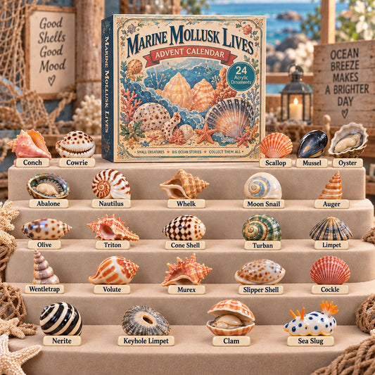 Marine Mollusk Lives Advent Calendar 2026 - 24-Day Festive Countdown